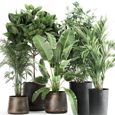现代盆栽植物组合